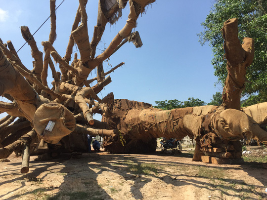 Vụ[-]cây[-]"quái[-]thú":[-]Làm[-]rõ[-]phó[-]chủ[-]tịch[-]xã[-]ký[-]bừa